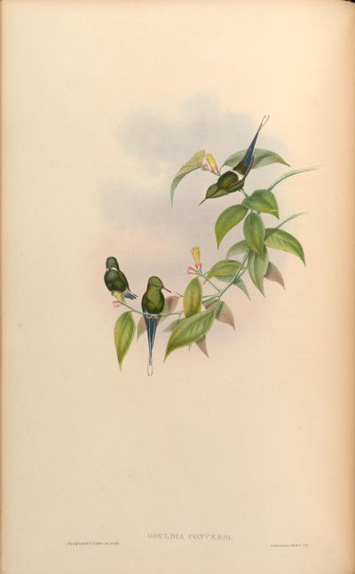 Gould